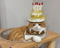 ６歳はシックにいきます。【とろろ、もふもふDays。】