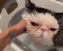 僕の優雅なバスタイム。いい湯だな〜♪【おちょこ、ぽのぽのだより。】