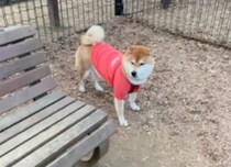 「誰もいないドッグラン、それでもぼくは走りません。」 貸し切りなら走ると思いました？ そこは柴犬、気分が乗ったら動く主義。今日は“ひとり佇む”が正解です。