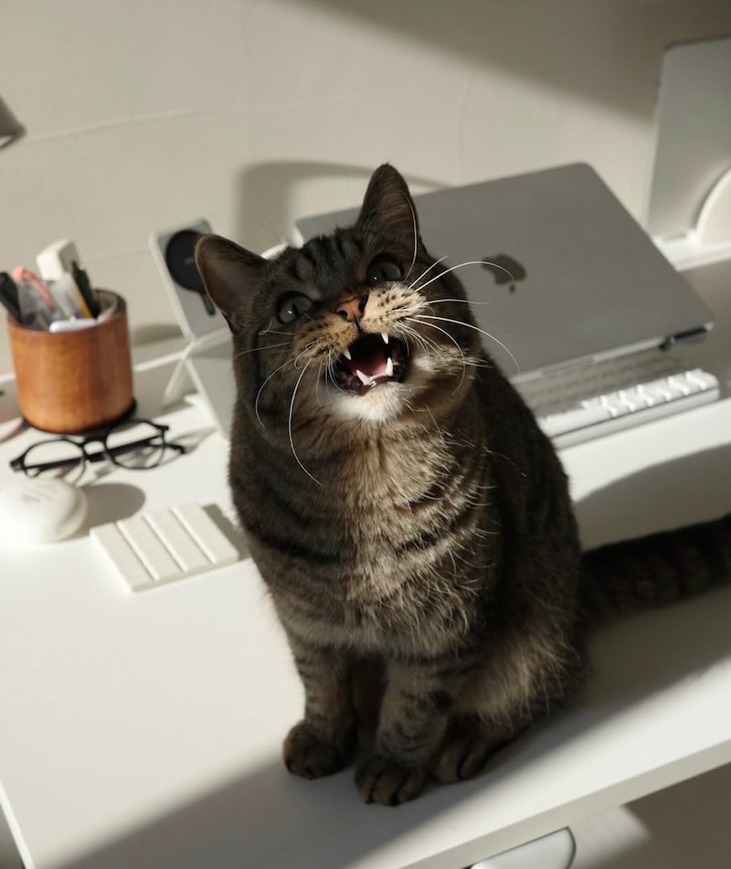 ねこの日にインスタグラムで投稿募集した「だって、ねこだもん」。表情豊かなねこたちをご堪能ください。