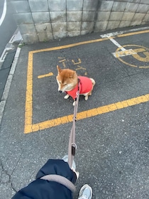 「早朝割引にて、ぼくもパーキング中です。」ぼくは柴犬の計算力で、かーちゃんを駐車場へ誘導することに成功。だいすきなお友だちに会える予感で、しっぽの準備は万端です。
