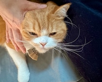 至福のアレ、お願い！【とろろ、もふもふDays。】