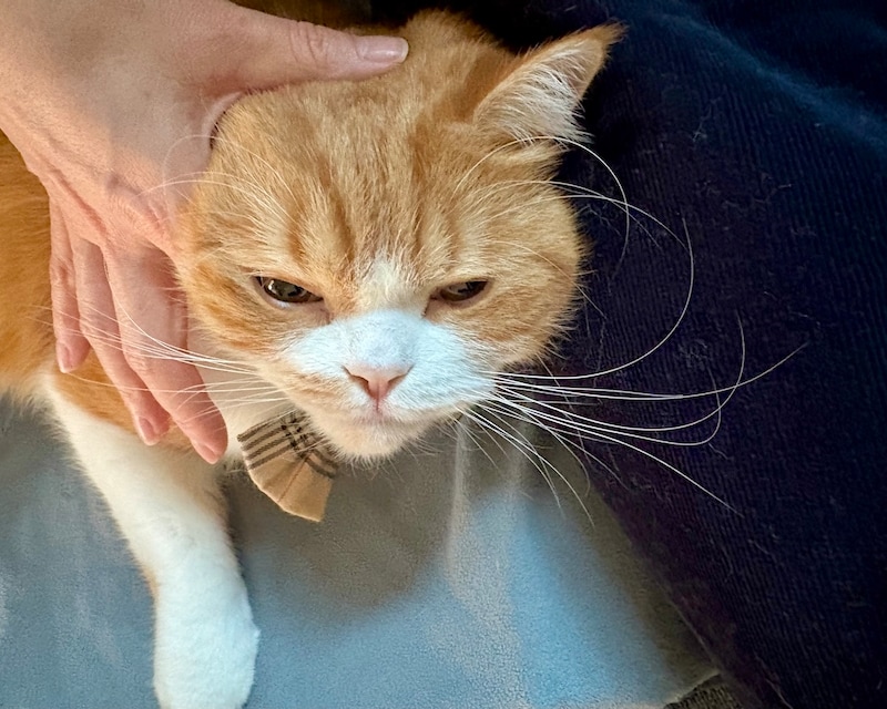 至福のアレ、お願い！【とろろ、もふもふDays。】