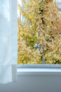 銀杏の木に「ひっかかってしまって」いた、白いドクロの行方。古物店『Goods』店主・浅見旬さんの連載コラム。