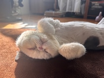 春分の日ということで、春待ちポーズです。【おちょこ、ぽのぽのだより。】