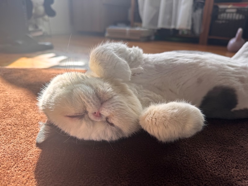 春分の日ということで、春待ちポーズです。【おちょこ、ぽのぽのだより。】