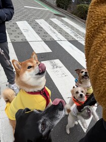 「やったー、「こはしず弁当」にありつけたよー。」おいしいのなんのって！ 出遅れ常習犯のぼくもご相伴にあずかって、ヘソ天で幸せです。