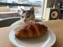 文筆家・麻生要一郎さんの「ねことの暮らし」エッセイは今週で最終回。チョビとの朝の習慣とは？