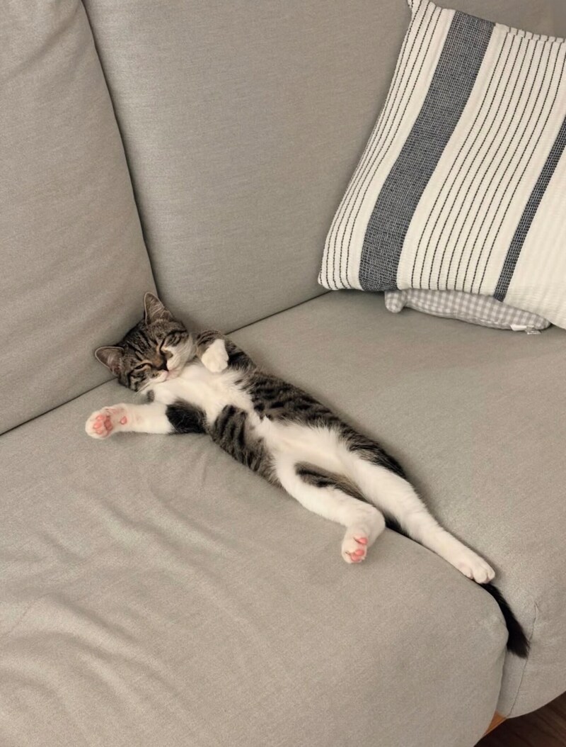 ねこの日にインスタグラムで投稿募集した「だって、ねこだもん」。寝たり、まどろんだり、自由気ままなねこたちが集合しました！