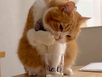 音には敏感なもので……。【とろろ、もふもふDays。】