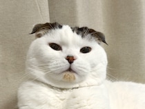 人間年齢で、還暦を迎えました。【いなほ、オレ物語。】