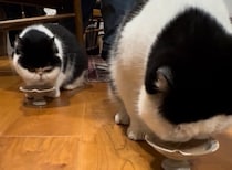 おやつの早食いは負けません。【おちょこ、ぽのぽのだより。】