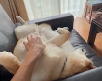 「かーちゃんが一緒の日は、午前中からお腹丸出し。」かーちゃんがソファでのんびりの日は、ぼくも隣でヘソ天。撫でてもらって、しあわせ充電完了です。