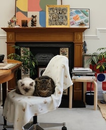 ねこの日にインスタグラムで投稿募集した「だって、ねこだもん」。仲良しコンビのねこたちをご堪能ください。