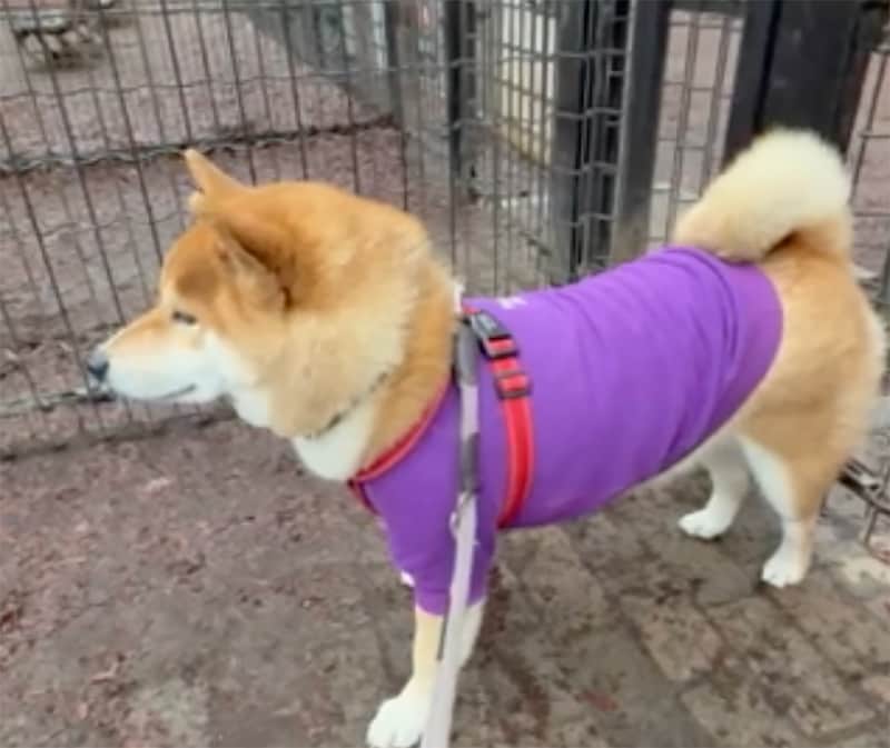 「ドッグラン、やっぱりぼくは入らないと決めた。」入ったのに、出る。それが“柴犬の最終判断”というやつです。