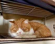 ようこそ、マイルームへ！【とろろ、もふもふDays。】