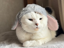 実は、正体はうさぎでした。【いなほ、オレ物語。】