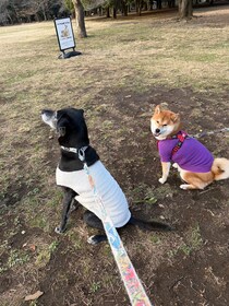 今朝もお弁当にありつくために、いい子のポーズで準備しています。