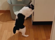 がさごそ、がさごそ。好奇心は、まだまだ現役です。【〈LOISIR〉デザイナー・前田敬子による、保護猫・えいたと暮らす日常。】