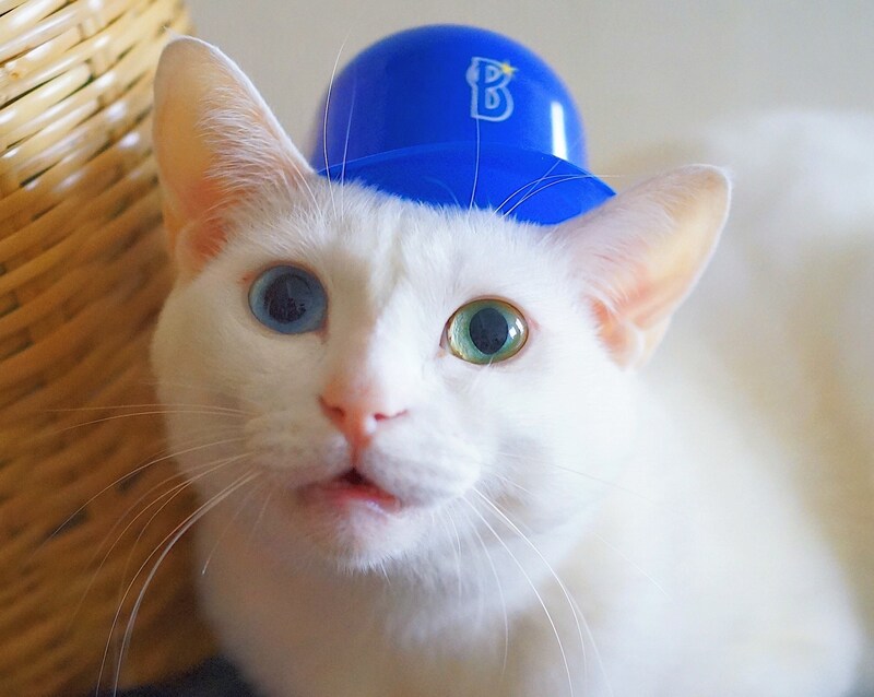 ねこもねこをかぶる！？  雑貨コーディネーター・オモムロニ。さんによる、愛猫アイビーとの暮らし。
