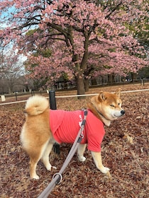 早咲きの桜のお花見をした朝、ハートを見つけたよ。