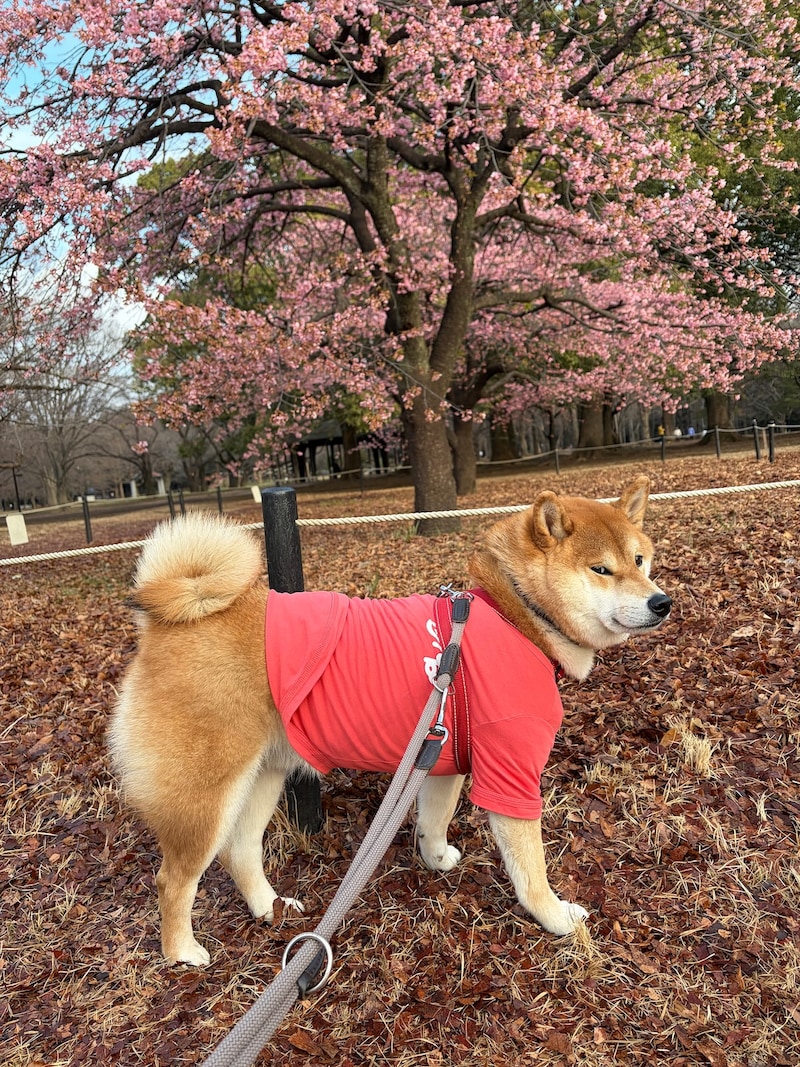 早咲きの桜のお花見をした朝、ハートを見つけたよ。