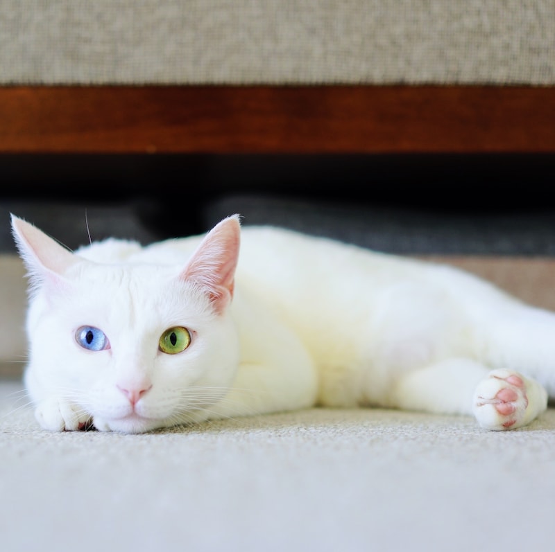 ねこってホントに気まぐれ？ 雑貨コーディネーター・オモムロニ。さんのねことの暮らしエッセイ。