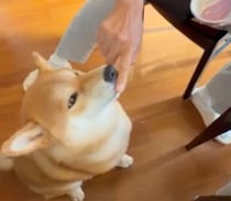 とーちゃんにヨーグルトをもらっています。お鼻につけないで〜。