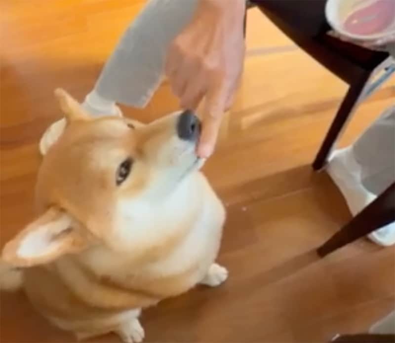 とーちゃんにヨーグルトをもらっています。お鼻につけないで〜。