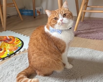 火曜日のねこ、とろろです。6歳のお誕生日に、新しいリボンを作ってもらいました。春仕様でかわいいけど、飼い主さん、水色好きすぎない！？