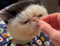 金曜日のねこ、おちょこです。わけあって、エリザベスカラー生活中。たまには甘えてもいいよね。