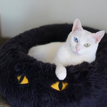 白ねこ in 黒ねこは愛らしさ満点。雑貨コーディネーター・オモムロニ。さんのねことの暮らしエッセイ。