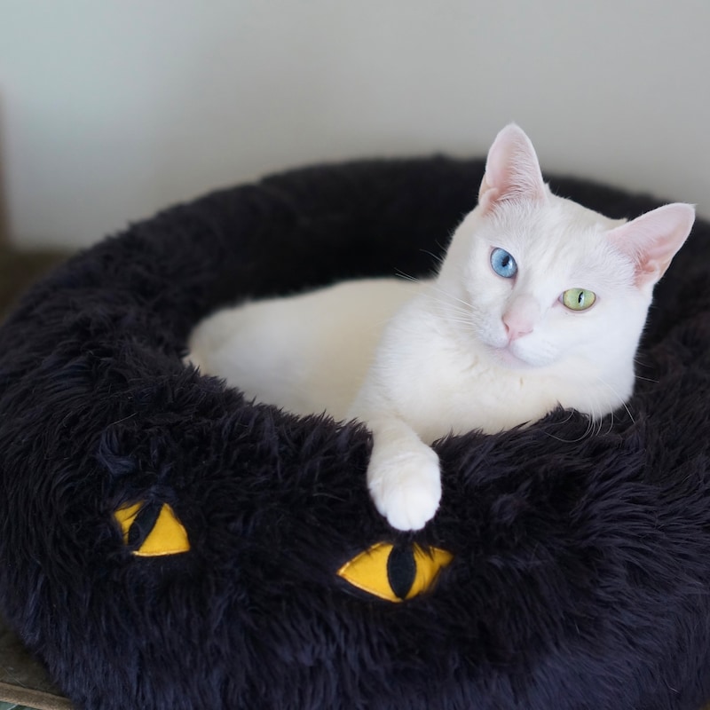 白ねこ in 黒ねこは愛らしさ満点。雑貨コーディネーター・オモムロニ。さんのねことの暮らしエッセイ。