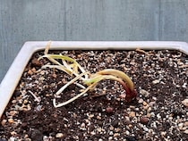 赤玉ねぎが、「植物」になった日。編集後記「花と緑のある暮らし」