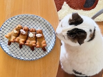 甘くて美味しい……。これが、ラッコの匂い？【いなほ、オレ物語。】