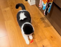 ライトのオモチャ、どうして捕まえらないの……？。【おちょこ、ぽのぽのだより。】