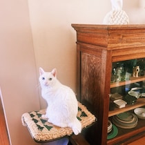 ねこがいればこんなに変わる！ 本日更新、雑貨コーディネーター・オモムロニ。さんのねことの暮らしエッセイは最終回です。