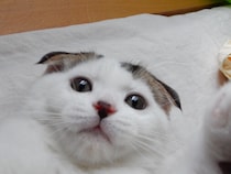 赤ちゃんのときも、ねこパンチは手加減せーへんかったで！