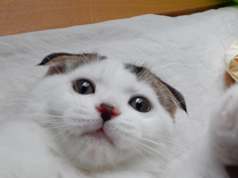 赤ちゃんのときも、ねこパンチは手加減せーへんかったで!