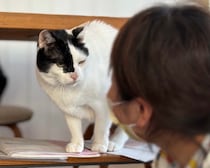 健康診断。今年の結果は？【〈LOISIR〉デザイナー・前田敬子による、保護猫・えいたと暮らす日常。】