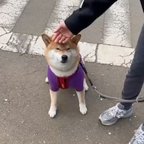 歩くのに疲れたら抱っこの催促。今日もうまくいきました。