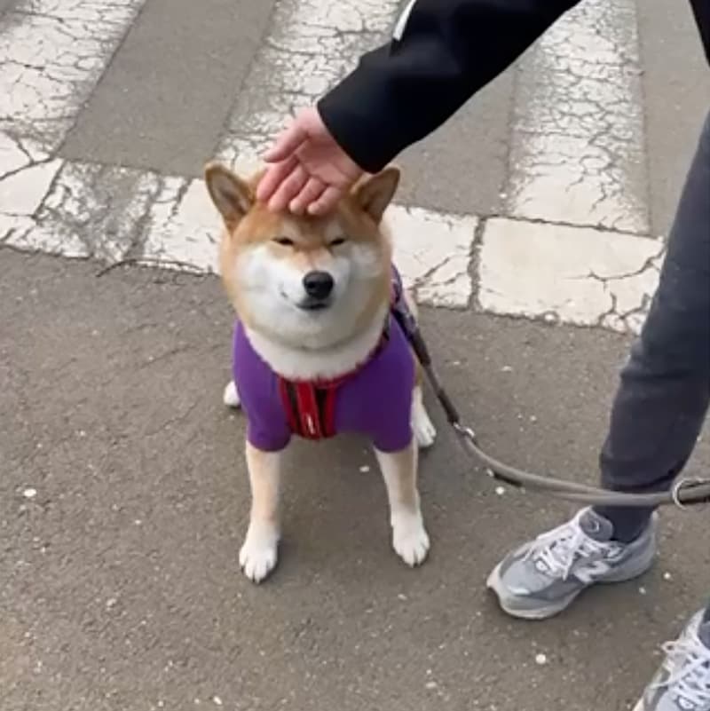 歩くのに疲れたら抱っこの催促。今日もうまくいきました。