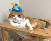 とろろです。今日はこどもの日。撮影会の裏側は？