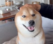 やめろよぅ〜。またしてもとーちゃんに遊ばれています。