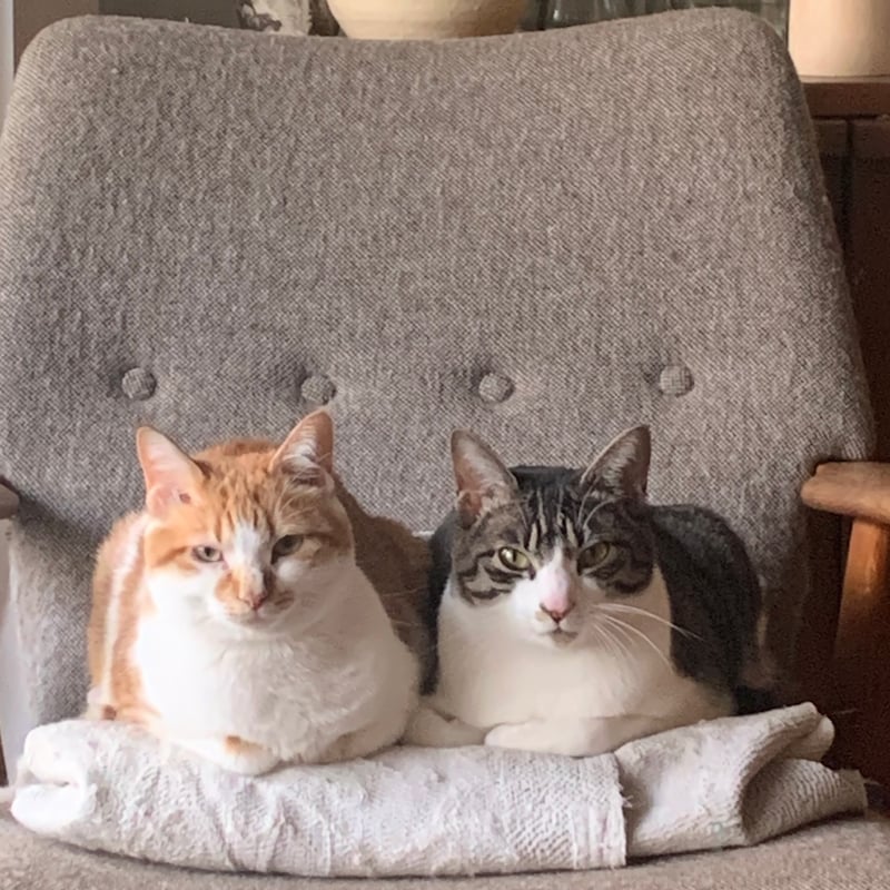 対照的な性格だから、より愛おしい。短期連載、料理家・ワタナベマキのねことの暮らし。