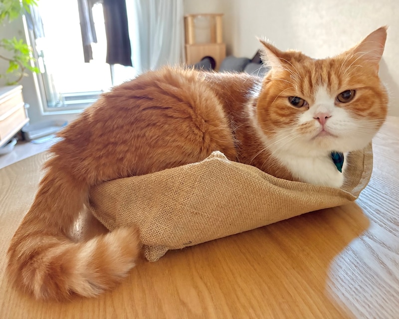 とろろです。飼い主さんは、どいてほしいみたいだけど……。