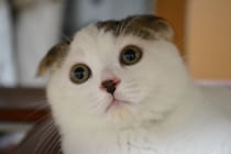 いなほやで〜。今日は、赤ちゃんのオレシリーズ。ビックリ顔もキュートやろ？