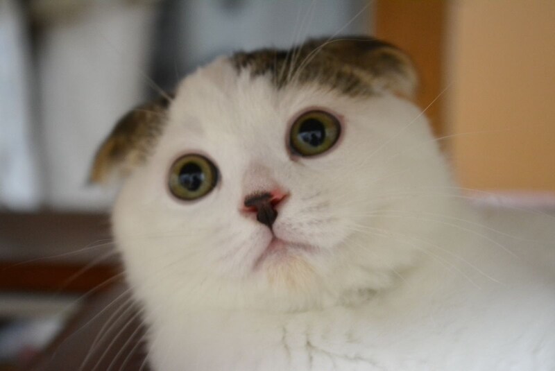 いなほやで〜。今日は、赤ちゃんのオレシリーズ。ビックリ顔もキュートやろ?