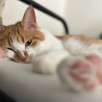料理家・ワタナベマキのねことの暮らし。ねこは気まぐれに見えるけれど……。