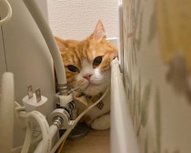 とろろです。ただいま、逃走中です。